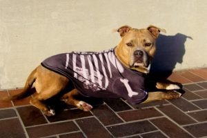 Inkodye Dog Custume Image