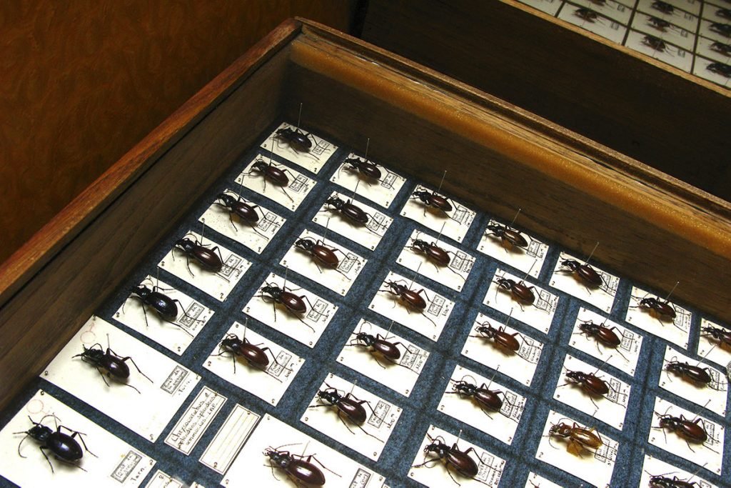 Museum Case with different kind of funk