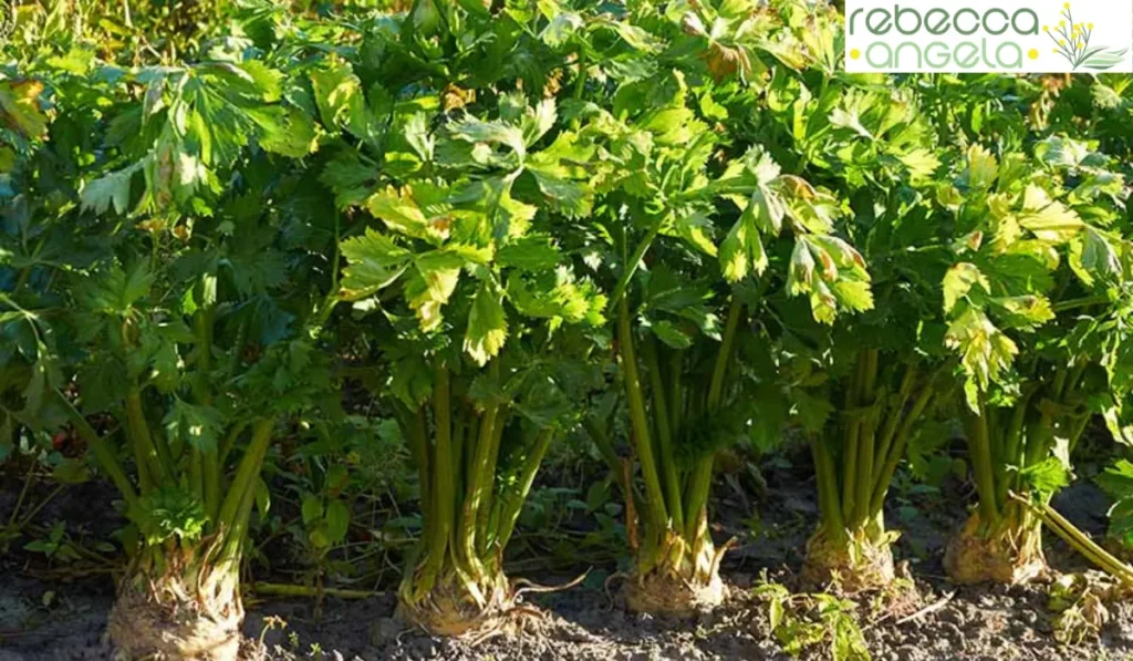 Pravi Celer plant image