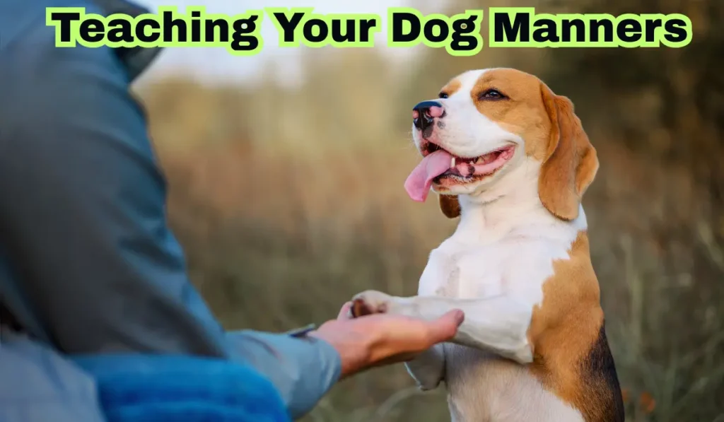 Teaching Your Dog Manners  image