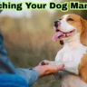 Teaching Your Dog Manners  image