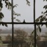 window image