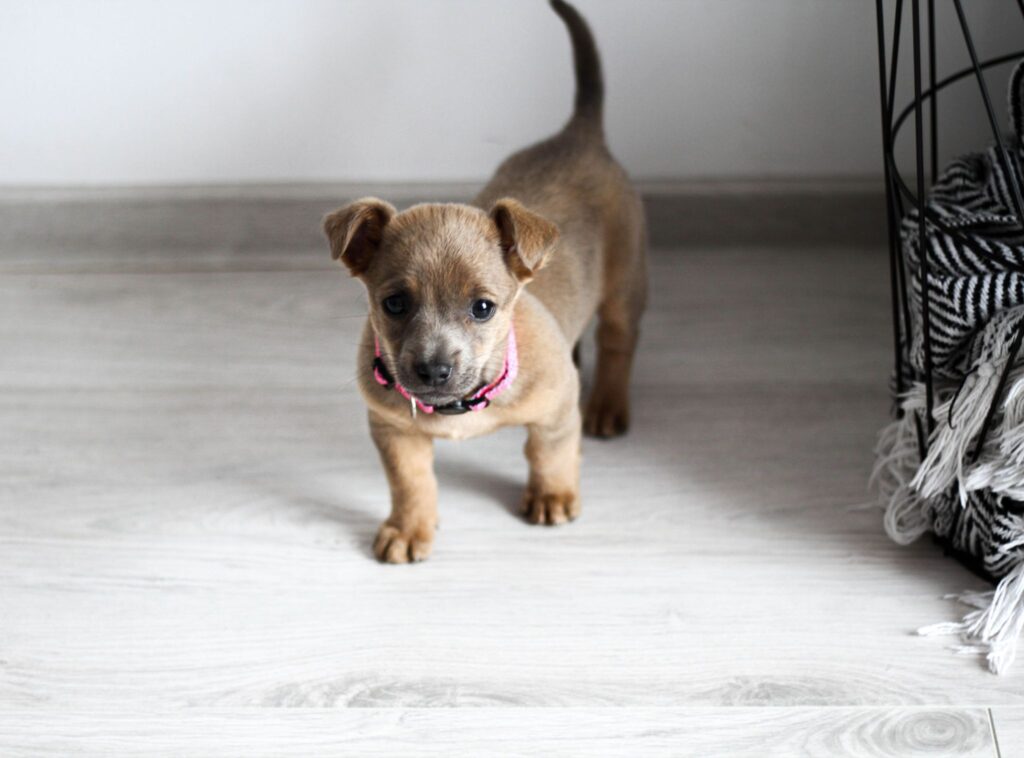 puppy image
