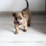 puppy image