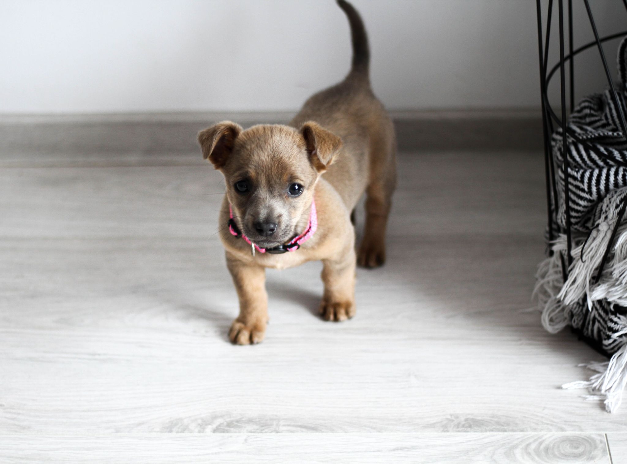 puppy image
