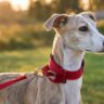 Dog Collars image