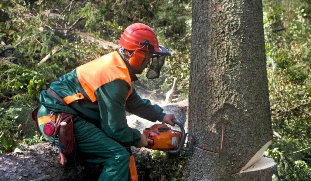 Sorting the Trees image