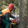 Sorting the Trees image