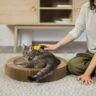 Cat litter image